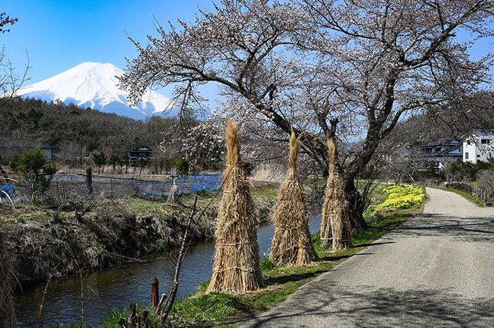 忍野八海は少し早かった