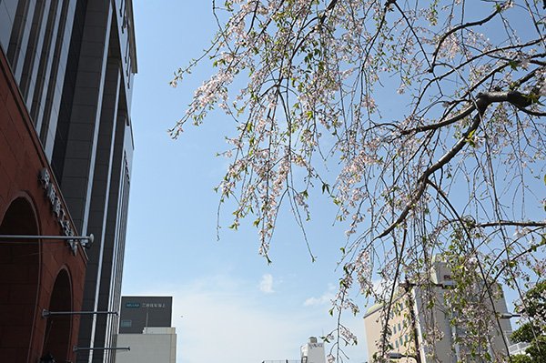 商工会議所の桜が綺麗でした
