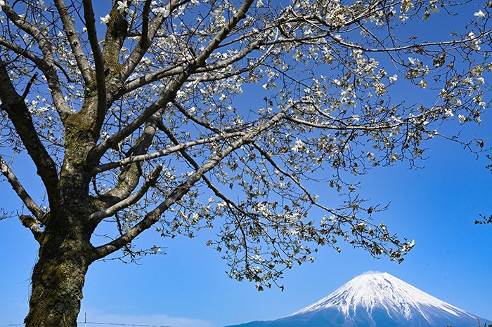 コブシと朝霧富士