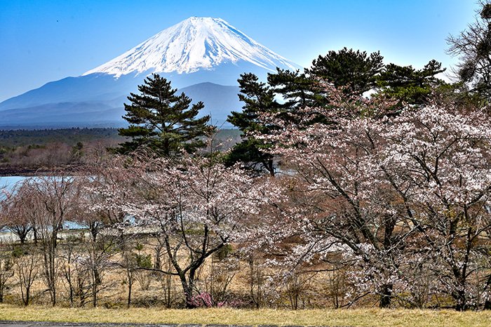 精進湖の桜は咲きはじめでした