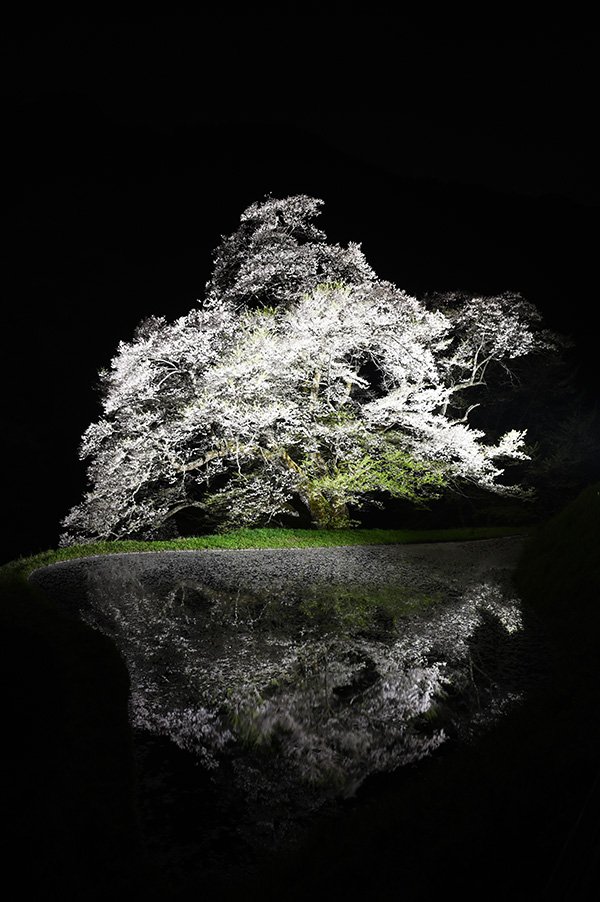 駒つなぎの桜