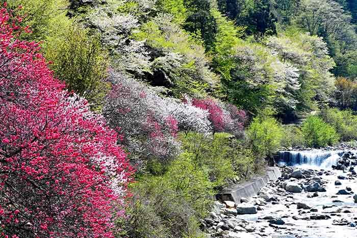 阿智川と山桜とハナモモと新緑