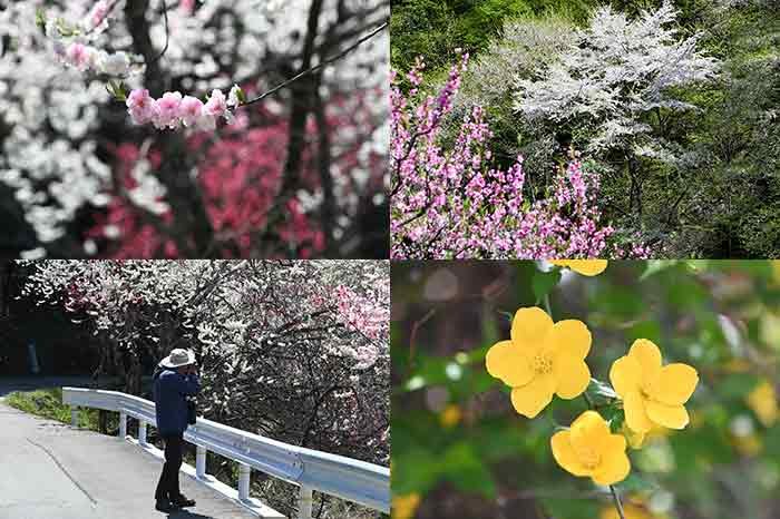 花盛り。