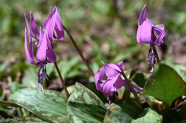 カタクリの花
