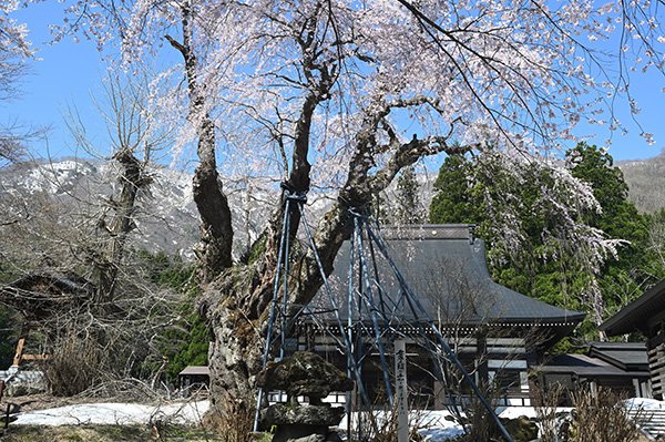 桜の古木