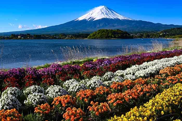 色鮮やかなお花畑