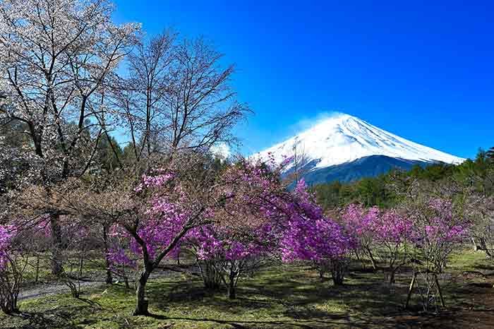 ミツバツツジと桜の園