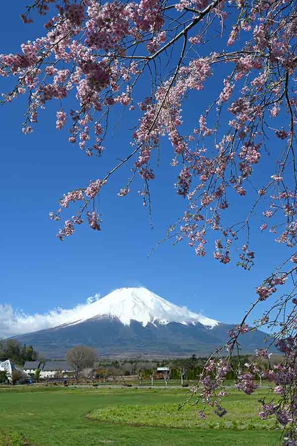 しだれ桜