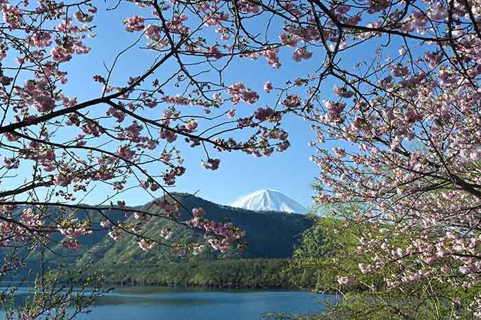 桜の窓からの富士山