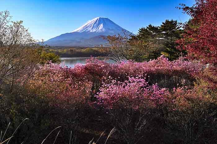 精進湖の桜は散っていました