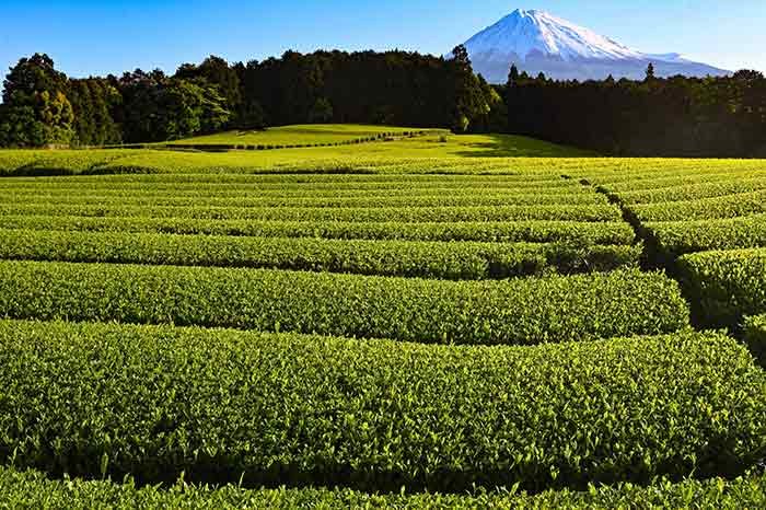 杉田の茶畑