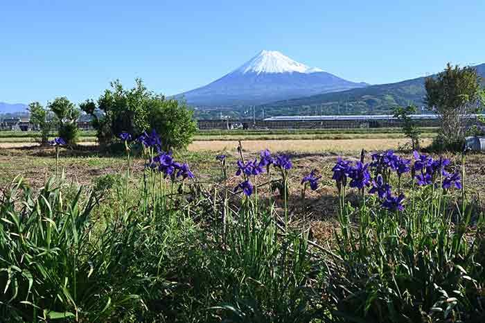 アヤメと新幹線と富士山
