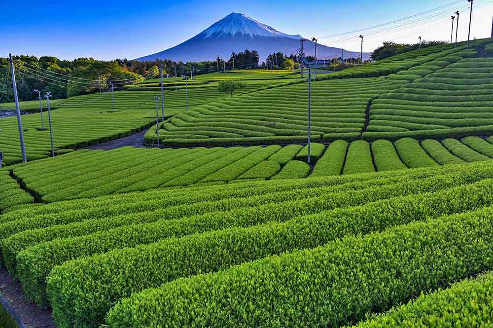 天間の茶畑