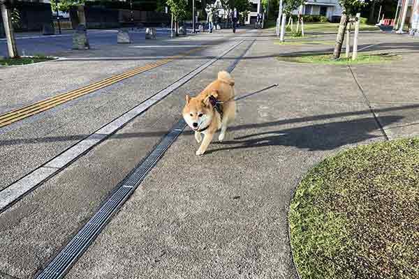柴犬ハッピーちゃん