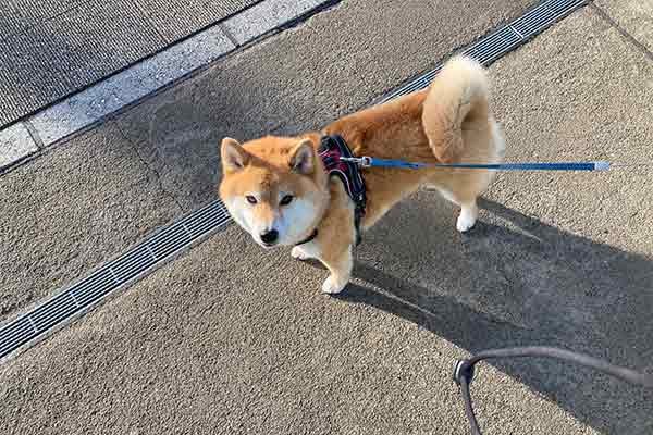 ツンデレのハッピーちゃん