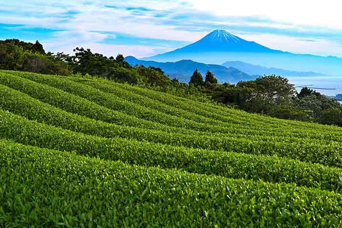 港を見下ろす茶畑