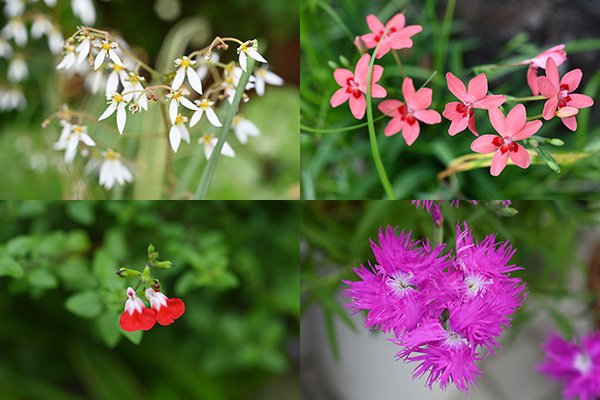 季節を感じる花