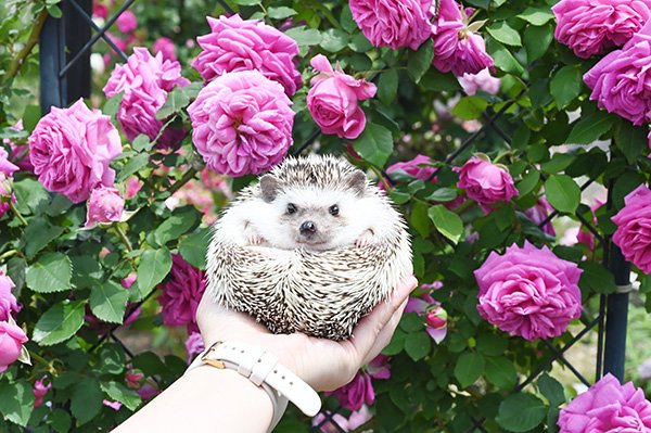 ハリネズミ同伴の方を撮影