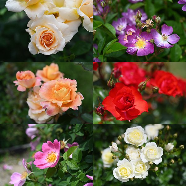 大小、多様なバラの花を楽しめます
