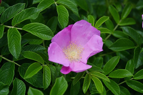 ハマナスの花