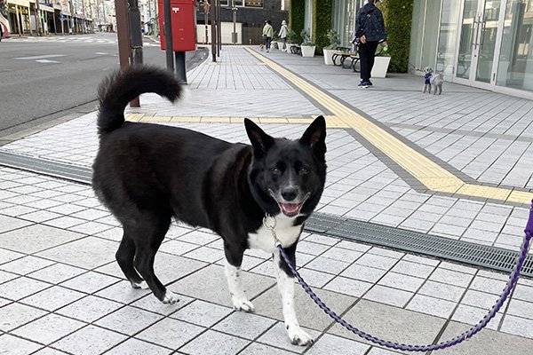 保護犬リンちゃん