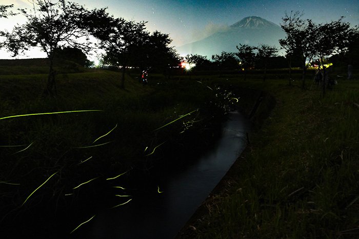 蛍の軌跡