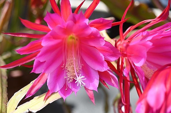 サボテンの花が咲いていました。