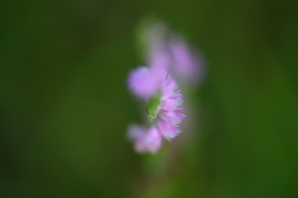 植物の神秘