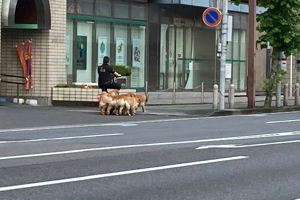 自転車とゴールデンリトリバー
