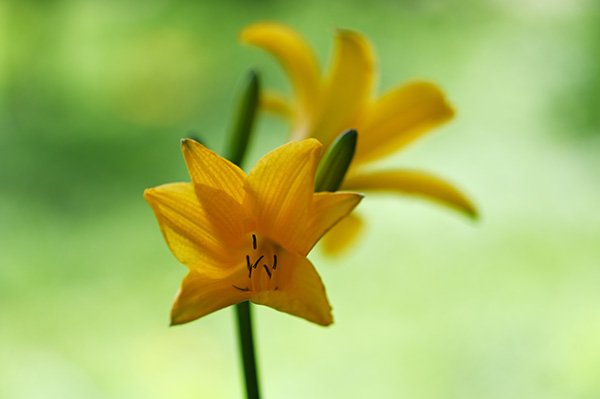 ニッコウキスゲ
