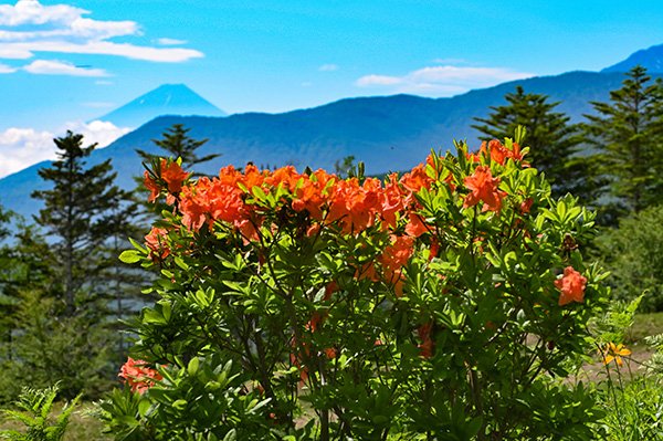 蓮華ツツジ越しの富士山が綺麗
