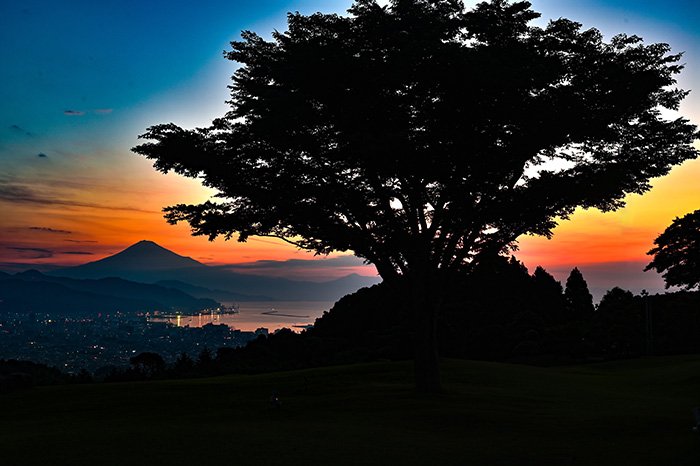 立ち木越しの風景