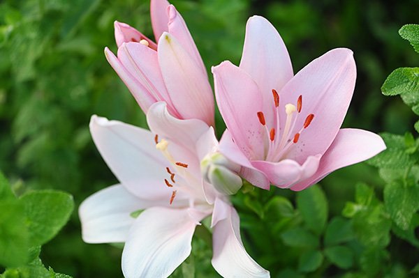 百合