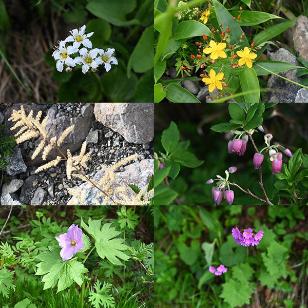 唐松岳樹林帯の花