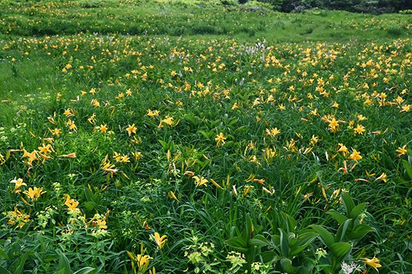 鏡池のニッコウキスゲ群落