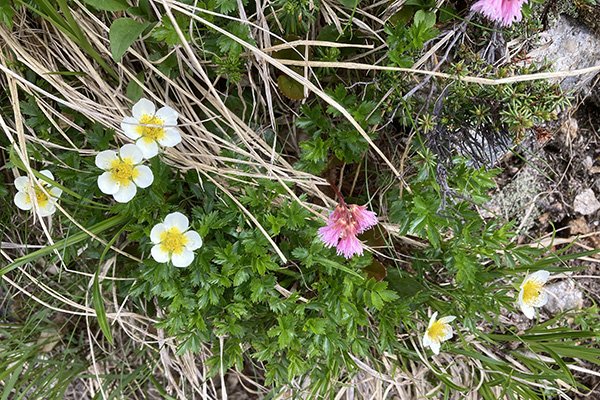 チングルマとイワカガミの花園