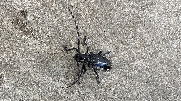 カミキリムシ