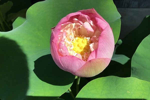蓮の花が綺麗でした