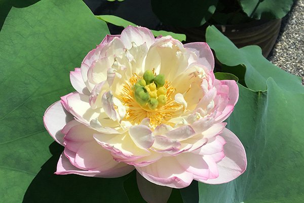 開花