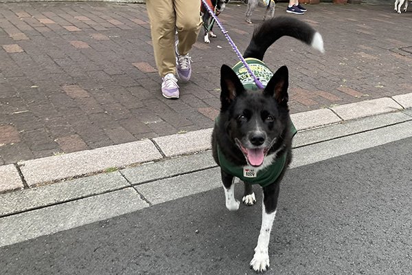 保護犬リンちゃん