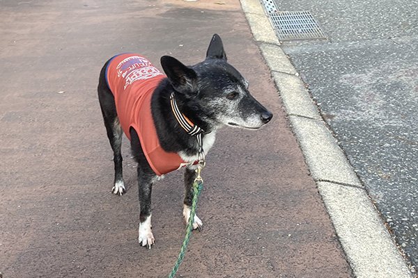 保護犬キセキちゃん