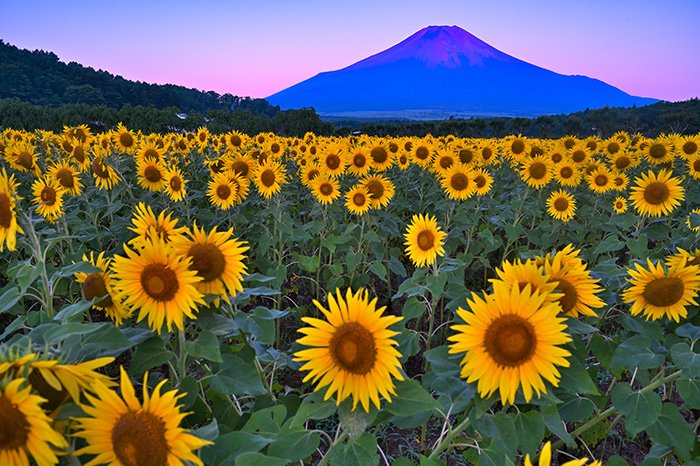 朝焼けの中富士山が赤富士になろうとしています