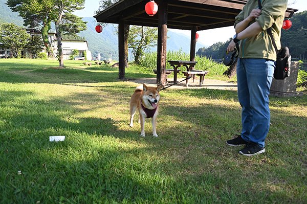 柴犬の散歩