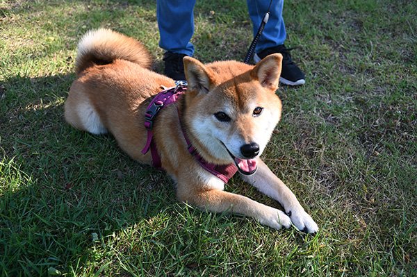 寝そべる柴犬