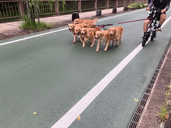 六匹のゴールデン