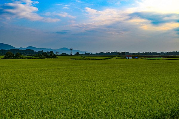 穀倉地帯