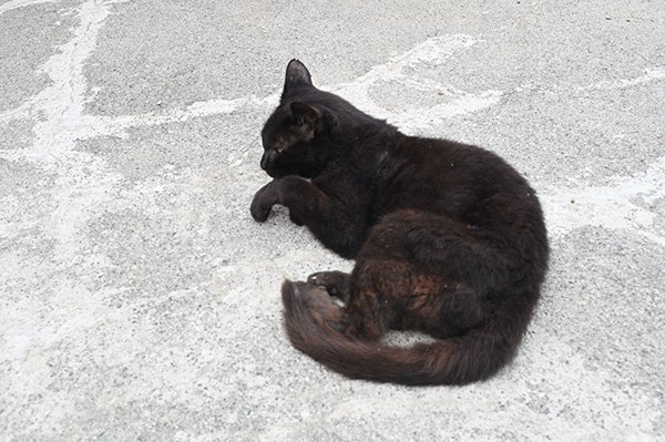 船着き場の黒猫