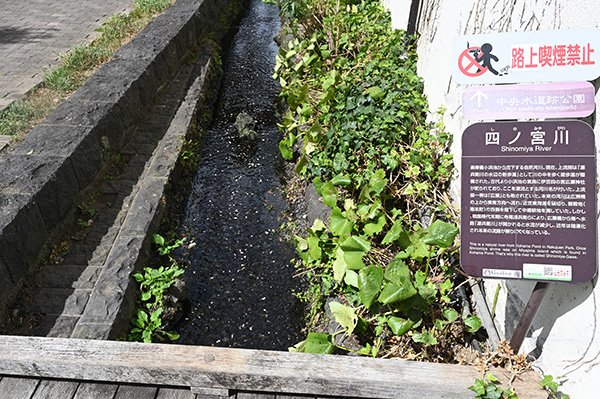 三島市街を流れる川