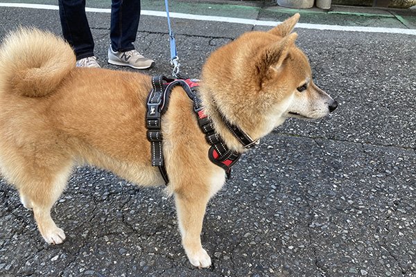 柴犬ハッピー