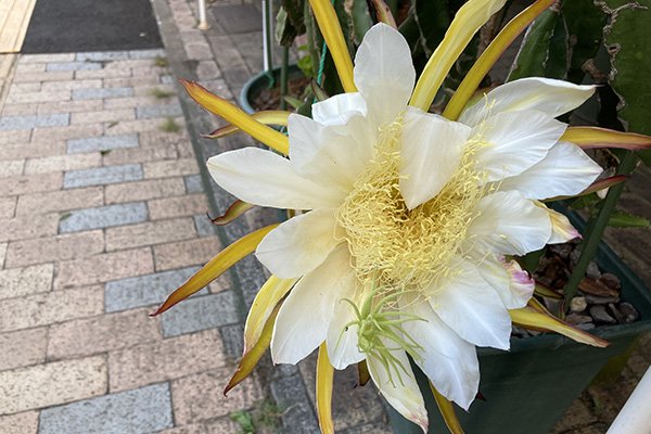 ドラゴンフルーツの花